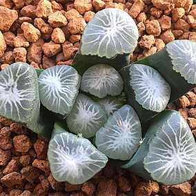 [满百包邮]冈野 飞鸟 稻妻 m9,剑 雪国 组培万象苗 一年苗 3cm