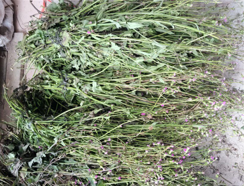 中草药材野生一点红 /红背叶/叶下红/羊蹄草 干品