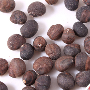 木棉 新种包发芽 花种子 木棉花种子 美人树种子 美丽异木棉种子酩酊