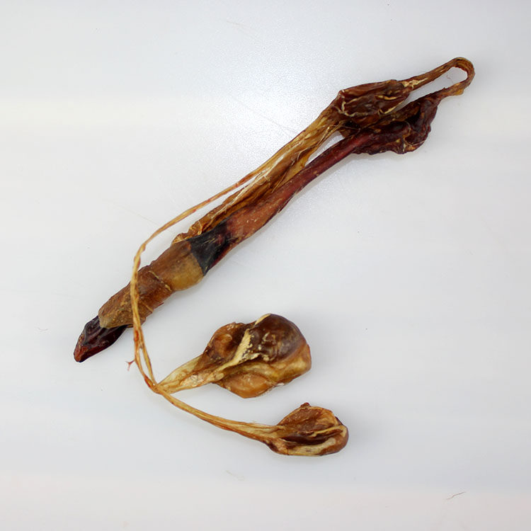 海狗肾 海狗鞭 男泡酒料 煲汤料 中药材 可搭配蛤蚧海马干 送海龙