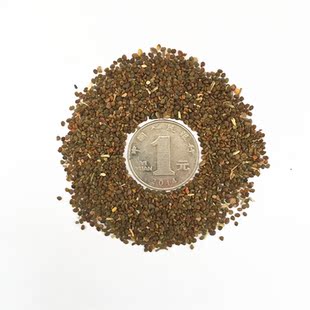 沙打旺种子 多年生牧草 绿肥草 护坡草 耐寒耐旱耐盐碱进口种子