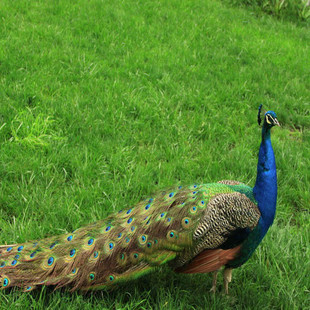 正宗藍孔雀苗 觀賞鳥寵物鳥幼鳥 活體孔雀大型飛鳥 量大免郵包活