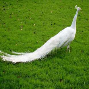 正宗白孔雀苗观赏鸟宠物鸟幼鸟活体大型飞鸟成年孔雀量大免邮包活