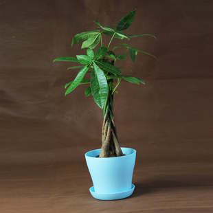 麻花 创意绿植盆栽 麻花辫子型发财树 发财树 办公室桌面盆景花卉植物