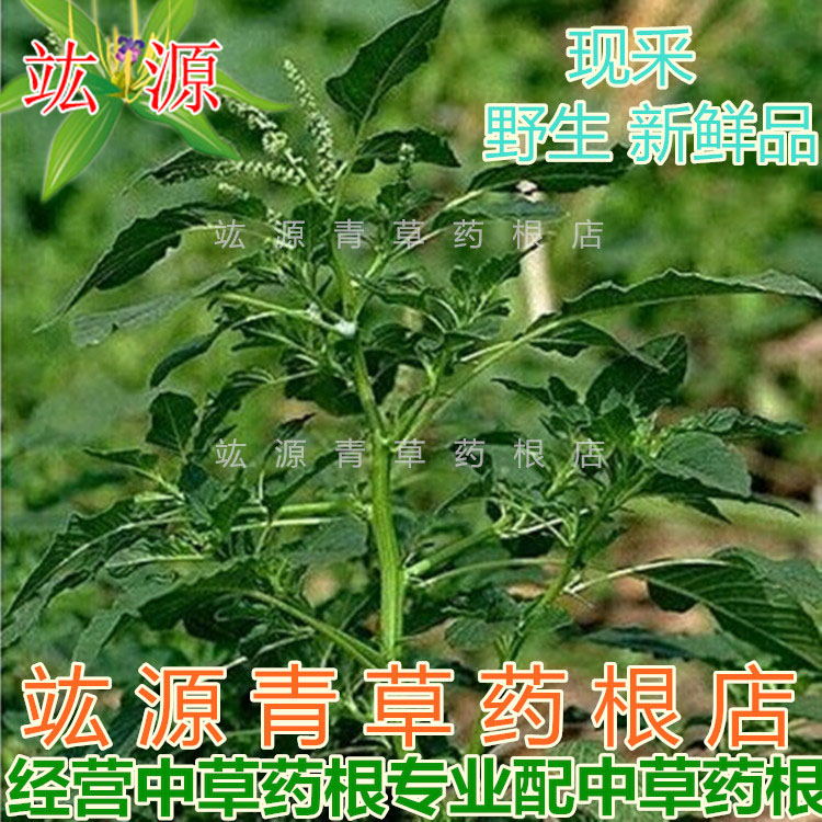 红刺苋与白刺苋功效图片