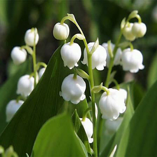 花卉 根茎草玉玲铃兰花香水花耐阴盆栽花卉 珍稀花卉-铃兰