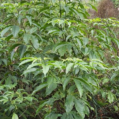 500g新鲜三叉苦 三桠苦 鸡骨树 三丫苦 斑鸠花 三叉虎野生中药材