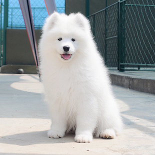 宠物狗 纯种微笑天使萨摩耶犬 萨摩耶雪橇犬宠物狗狗活体 萨摩耶幼犬