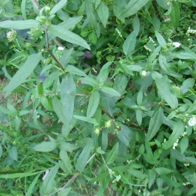 现采新货新鲜中药材野生旱莲草墨头草旱墨莲鳢肠猪牙草墨旱莲100g