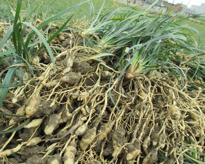 2017四川绵阳农家纯天然无硫麦冬茶麦门冬500g包邮产地发货