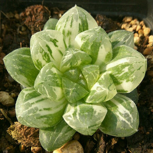 玉露控-超美稀有玉露-冰魄玉露-仅售3棵