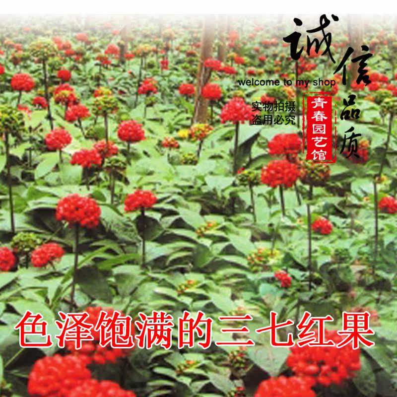 三七籽,新鲜,采摘_大山谷图库