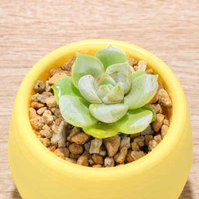 【石丸盆】自动浇水 超萌多肉植物 室内防辐射绿植 白牡丹黄丽