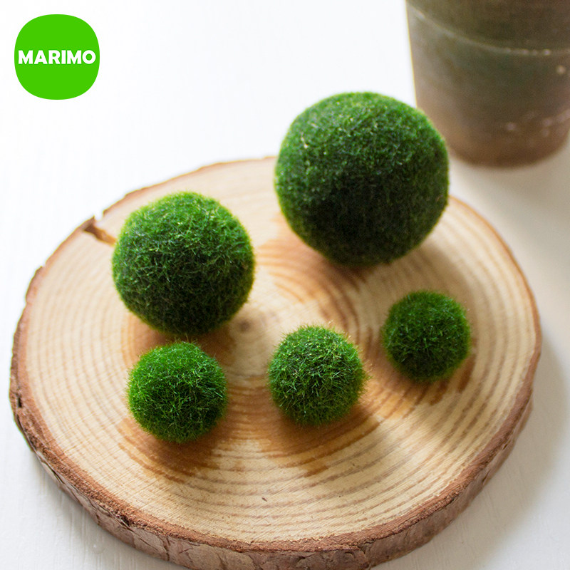marimo 幸福毬藻 海藻球微景观桌面绿植球藻创意迷你水培植物包邮