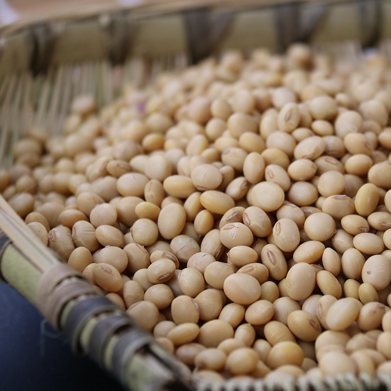 6斤包邮 大豆 四川本地黄豆 黄豆 非转基因黄豆 做豆腐 点豆花