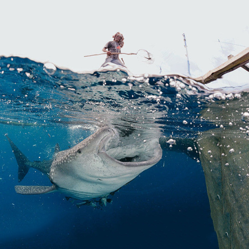 无待旅行 杜马盖地一日游 鲸鲨苏米龙潜水apo墨宝薄荷宿务旅游