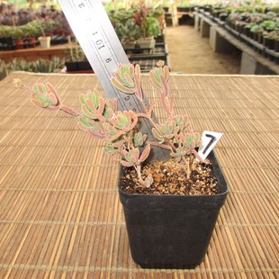 荧光 多肉植物 —— 荧光兔 (白花丸叶枝干番杏) 一物一图