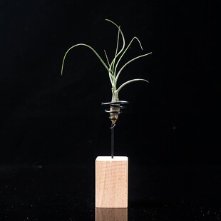 空气凤梨虎斑小章鱼懒人无土植物