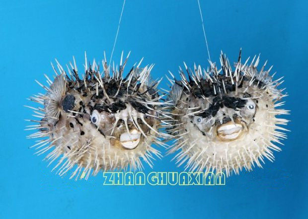 刺豚种类,刺豚和河豚,刺豚_大山谷图库