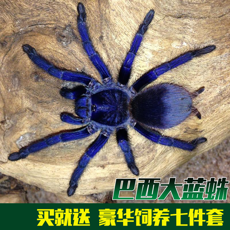 巴西大蓝蛛生长速度图片