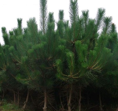 四季常青庭院植物綠化苗黑松苗盆景盆景苗黑松小苗小苗批發松樹苗