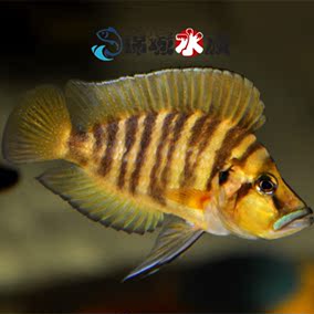 藍眼鬍子清道夫藍眼大帆工具魚清藻魚活體工具魚 免包裝成都