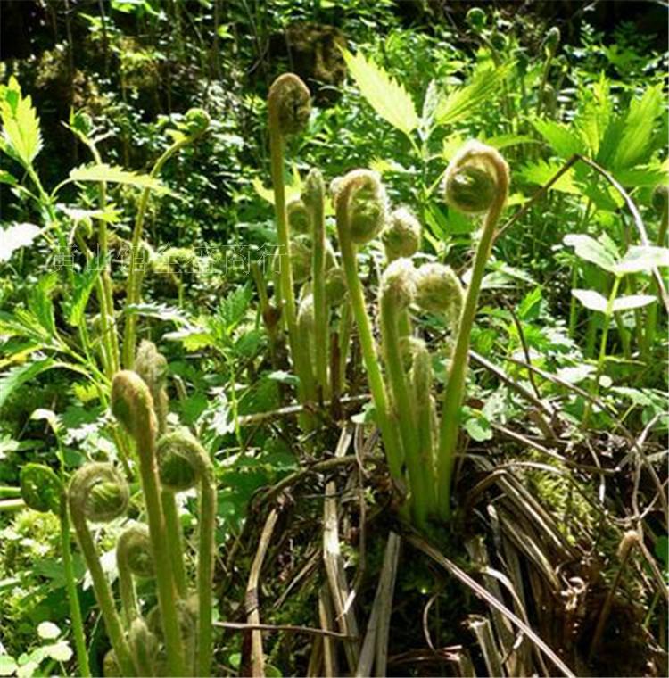 黄山土特产野生干蕨菜农家天然新鲜脱水干菜250g满38元包邮