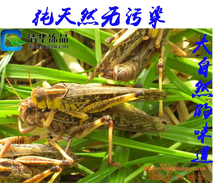 2斤包邮新蝗虫飞蚂蚱蚱蜢土蝗虫活体速冻野味高蛋白金蝉500克装