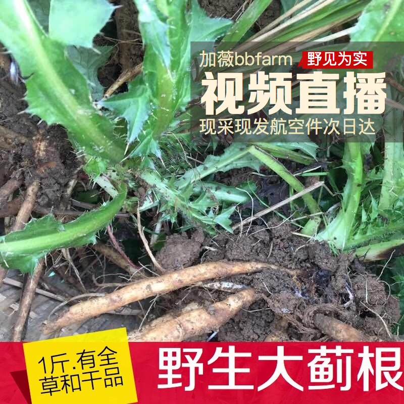 小葉鐵包金根野生新鮮現挖500g中草藥勾兒茶 老鼠耳 烏龍根烏金藤