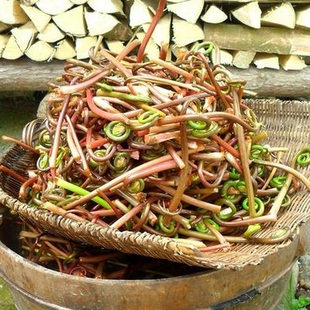 蔬菜 新鮮山野菜 超讚超好評 薇菜毛老鼠毛狗子有機植物野生蔬菜農