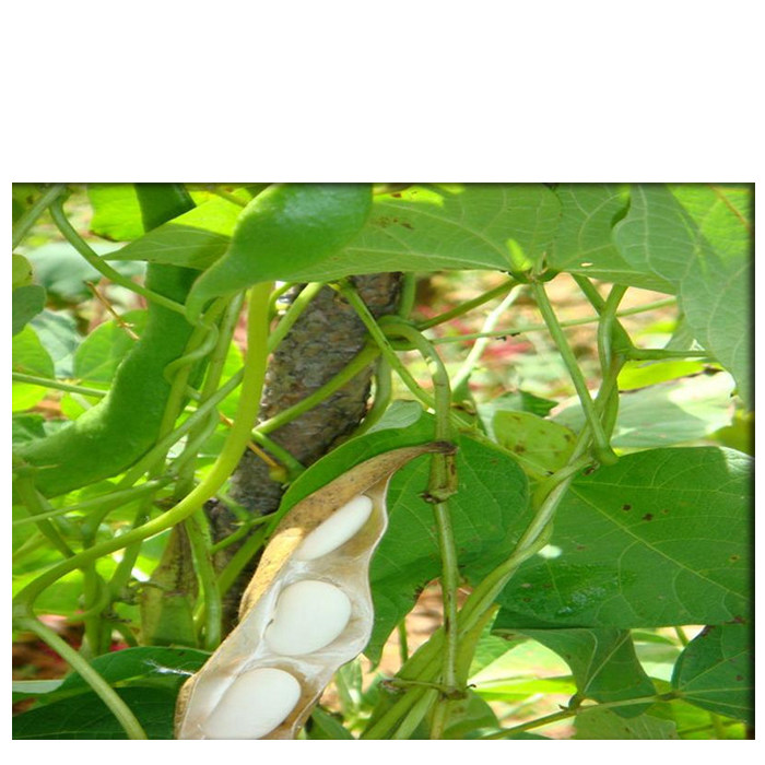 大芸云豆 云南丽江特产雪豆 白豌豆 白饭豆白花豆腰豆 芸豆糕材料