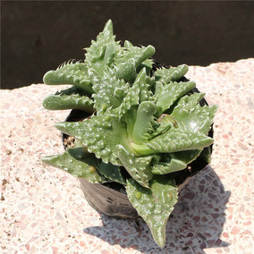 花媒人四海波银边鳄鱼嘴怒涛多肉植物组合盆栽绿植花卉防辐射肉肉