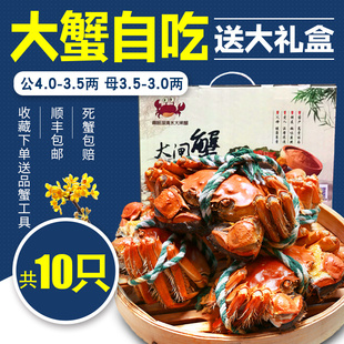大闸蟹 高邮湖大闸蟹鲜活大螃蟹10只团购礼盒现货公4.0两母3.