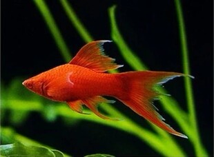 包邮热带鱼观赏鱼8cm左右大小红玛丽淡水鱼小胎生鱼批发活体