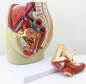 女性盆腔解剖模型 生殖泌尿 子宮婦科 醫教模型 骨盆模型 3部件