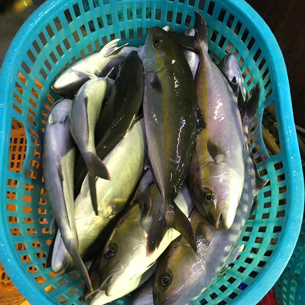 章红鱼图片,章红鱼刺身,油甘鱼图片(第3页)_大山谷图库