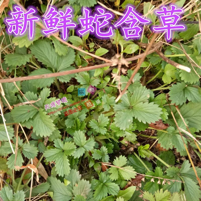 野生新鮮蛇含草 紫背龍牙 五爪龍 委陵菜 五葉蛇莓 五皮風 藥材