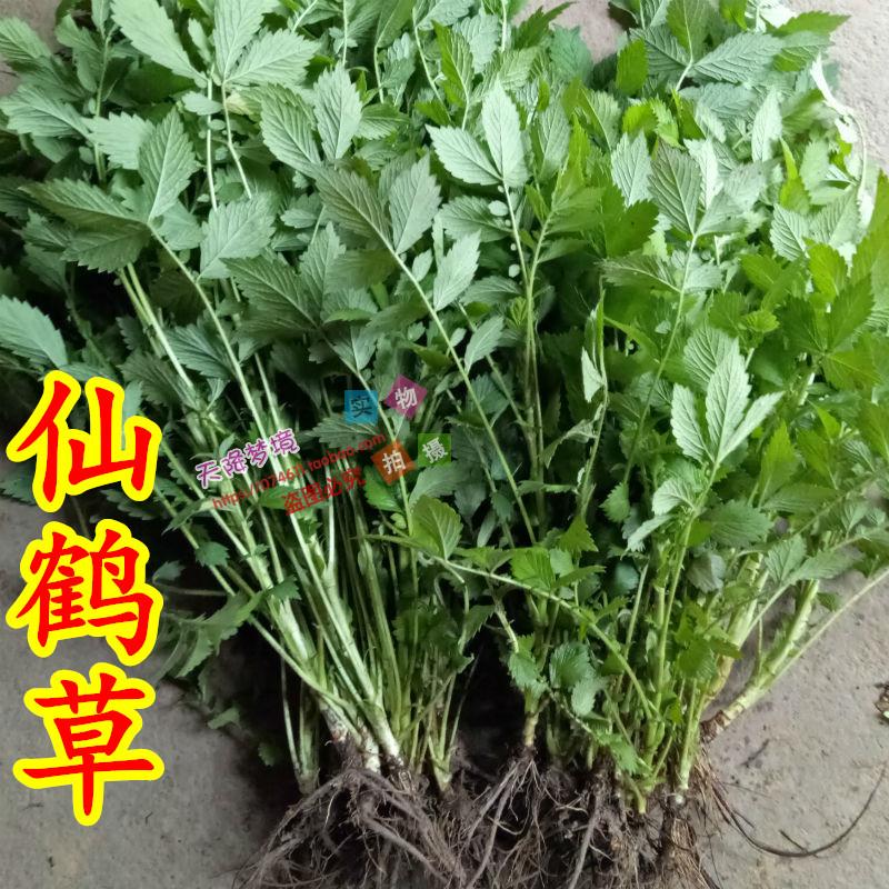 野生藥材新鮮仙鶴草/脫力草/龍牙草/子母草現採500克 一斤包郵