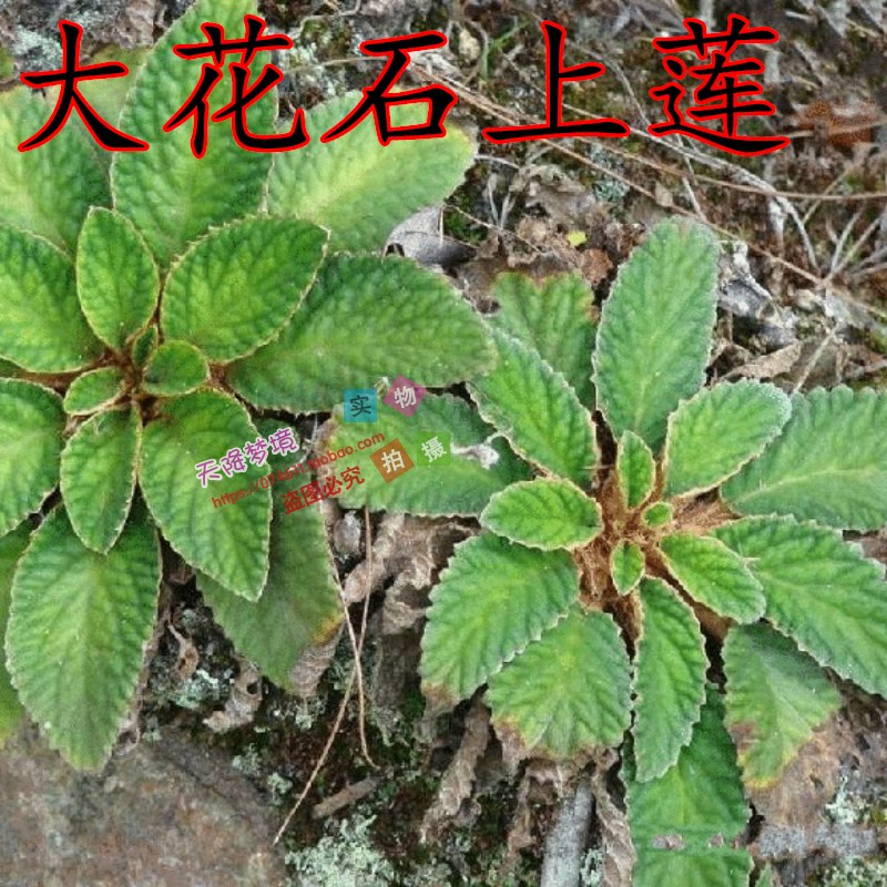 野生新鲜草药大花石上莲 大花马铃苣苔 马铃苣苔 苦苣苔现采