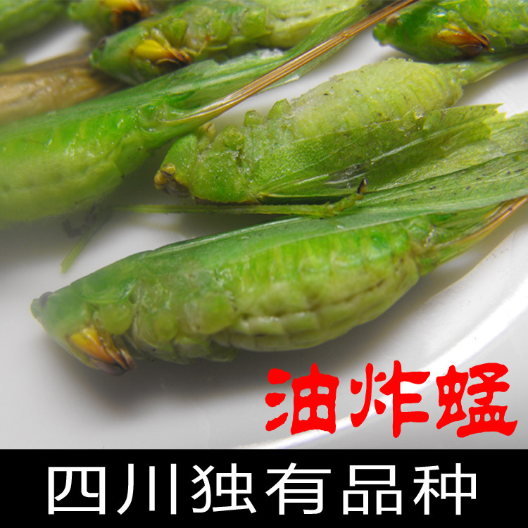 新鲜稻蝗蚂蚱 蝗虫蚱蜢绿蚂蚱油蚂蚱优质小蚂蚱