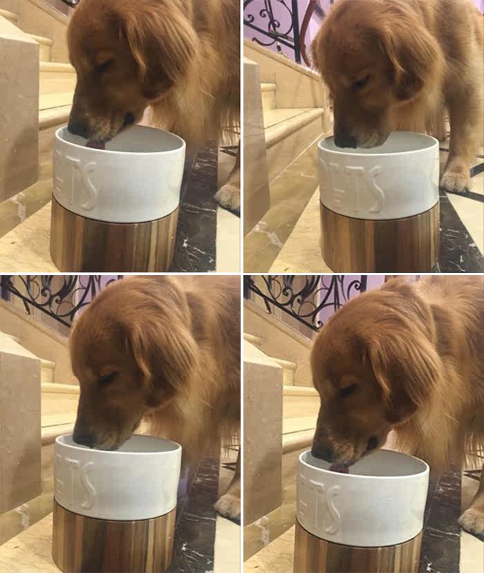 狗碗狗食水盆大狗碗陶瓷高碗单碗狗盆大型犬专用碗防呛水防踢翻