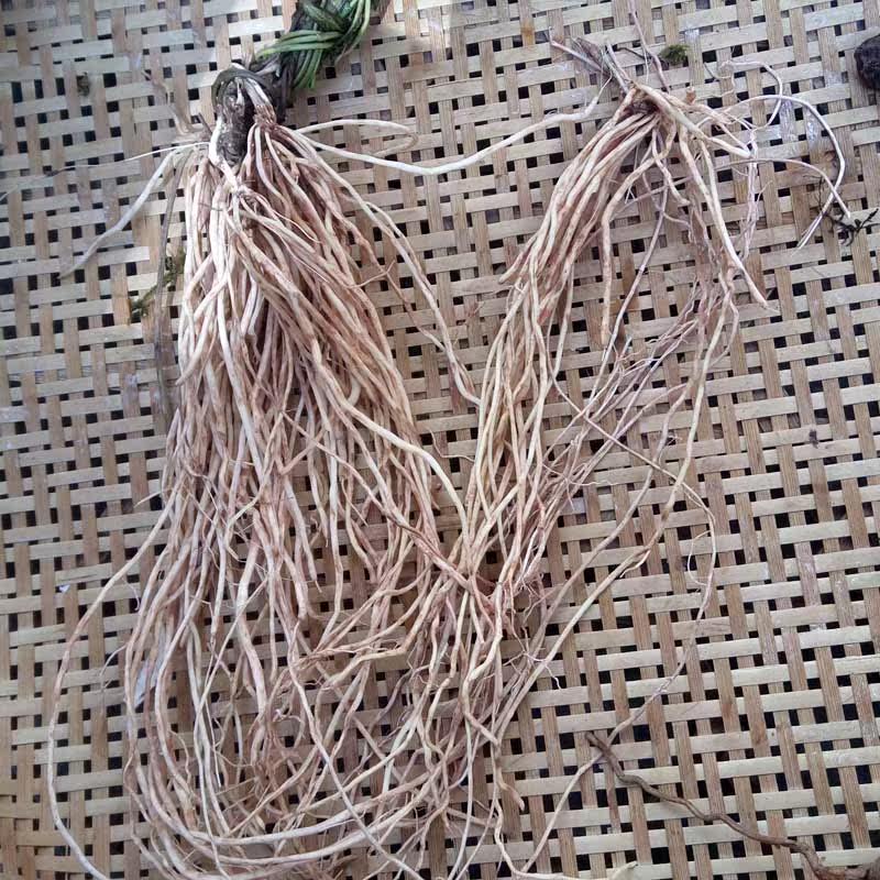 灯台叶散装茶云南西双版纳野生纯生态无污染干净祛痰退热250g特价