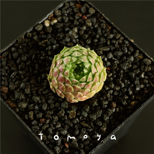 墨亚庭院趣味韩国进口农场直销阳台多肉植物迷你卷娟sempervivum