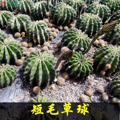 【食用仙人球】药用仙人球【白花草球】开花很漂亮仙人掌科多肉