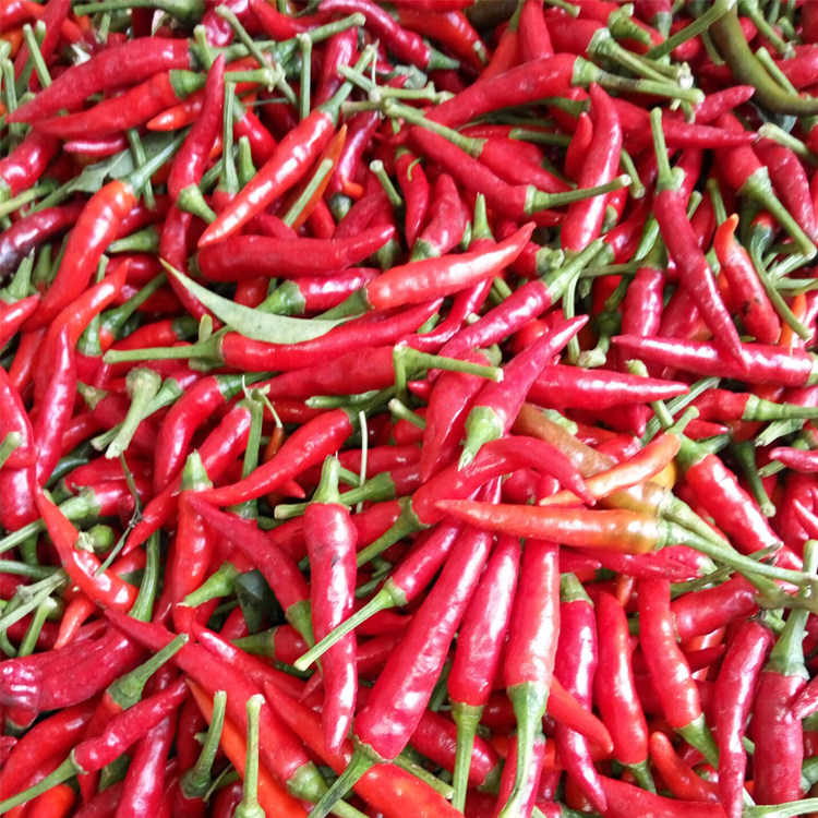 贵州印江特产农家新鲜红辣椒红辣子调味品500克拍5斤限区包邮