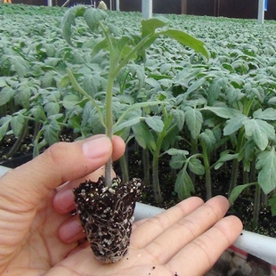 蔬菜种苗 辣椒苗 黄瓜苗 苦瓜苗 豆角 西红柿 丝瓜 茄子 黄秋葵苗