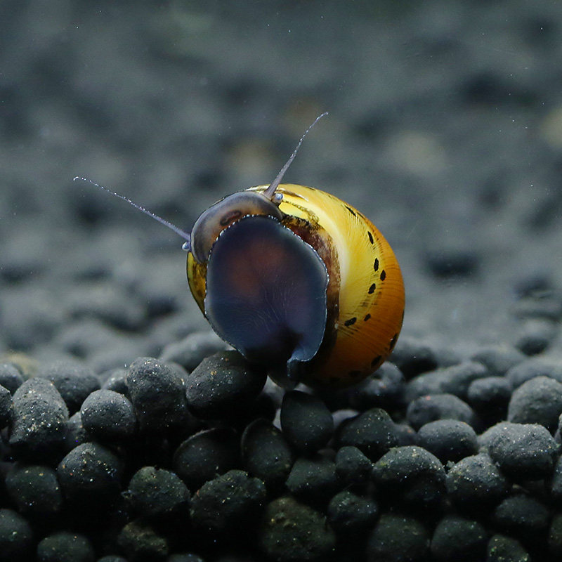 优鱼鱼缸草缸洋葱螺西瓜螺管螺活体宠物活体汽水螺除藻螺蜗牛活体