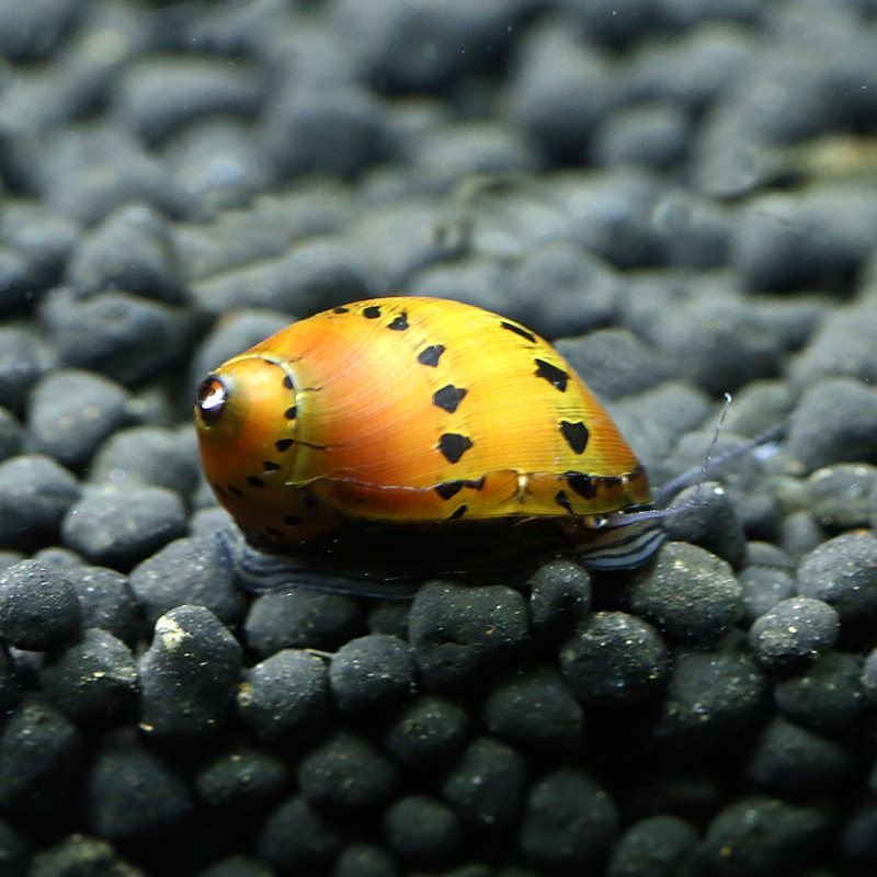 优鱼鱼缸草缸洋葱螺西瓜螺管螺活体宠物活体汽水螺除藻螺蜗牛活体