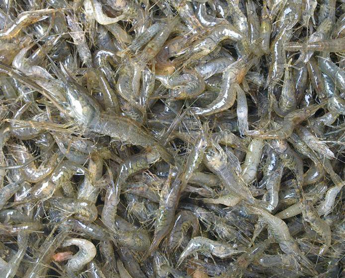 纯野生鲫鱼泥鳅活体新鲜现鲫鱼草鱼昂刺鱼杂鱼黑鱼田河虾黄鳝等