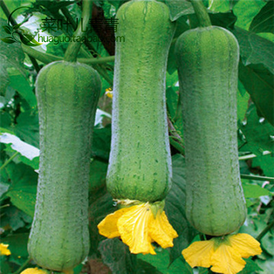 金冠1号大肉丝瓜f1种子 特早熟一代杂交种 丰产耐低温弱光 10克